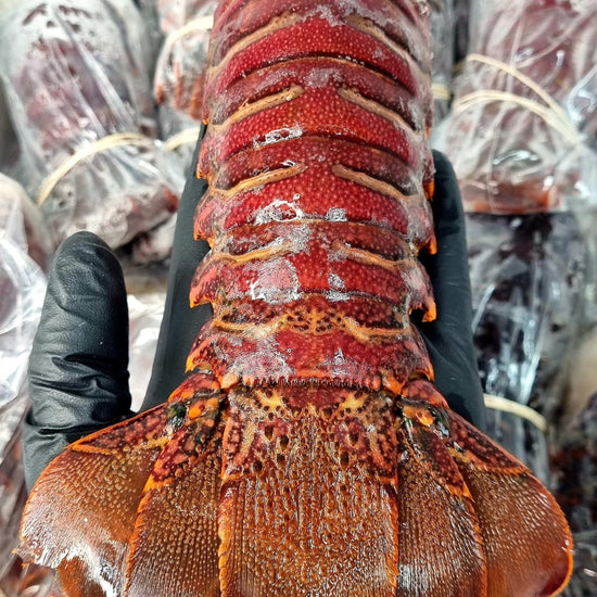 Cola de Langosta Roja - El Rey del Callo