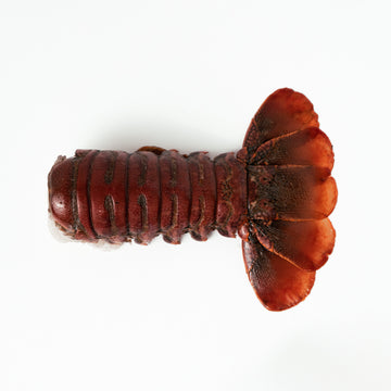 Cola de Langosta Roja - El Rey del Callo