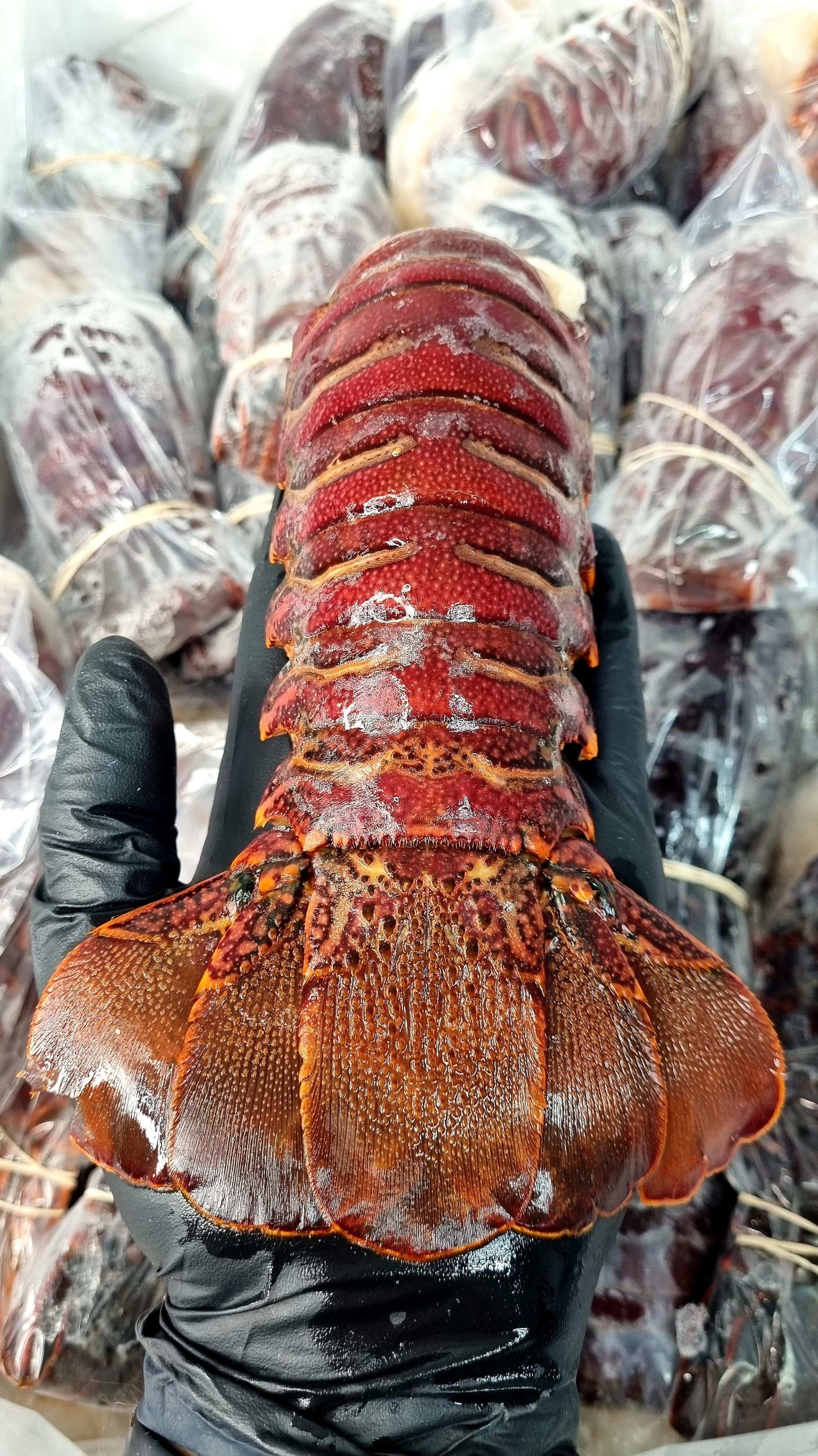 Cola de Langosta Roja - El Rey del Callo