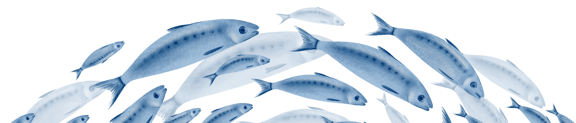 El Rey del Callo - Calidad Superior en Pescados y Mariscos