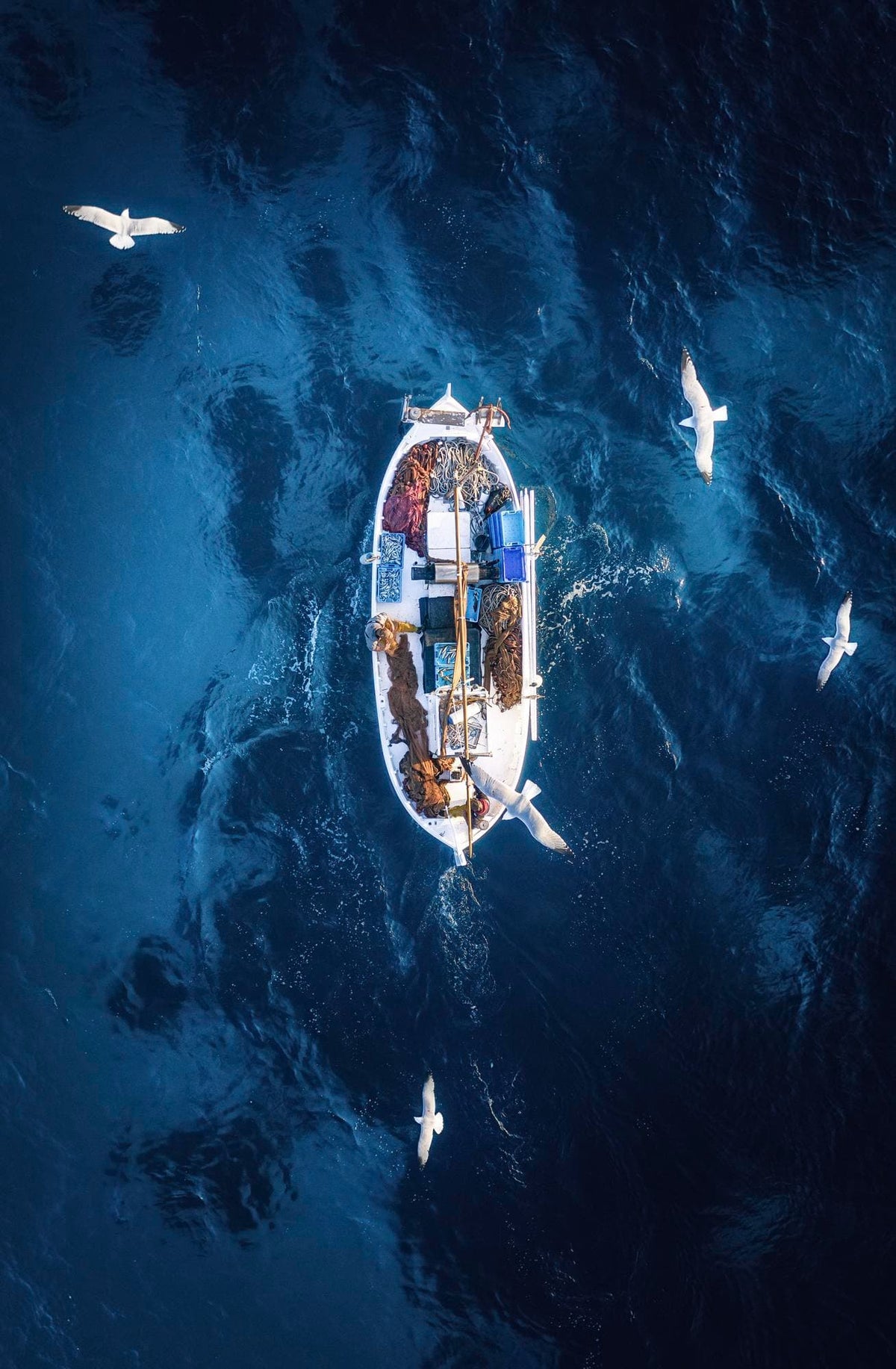 El Rey del Callo - Calidad Superior en Pescados y Mariscos